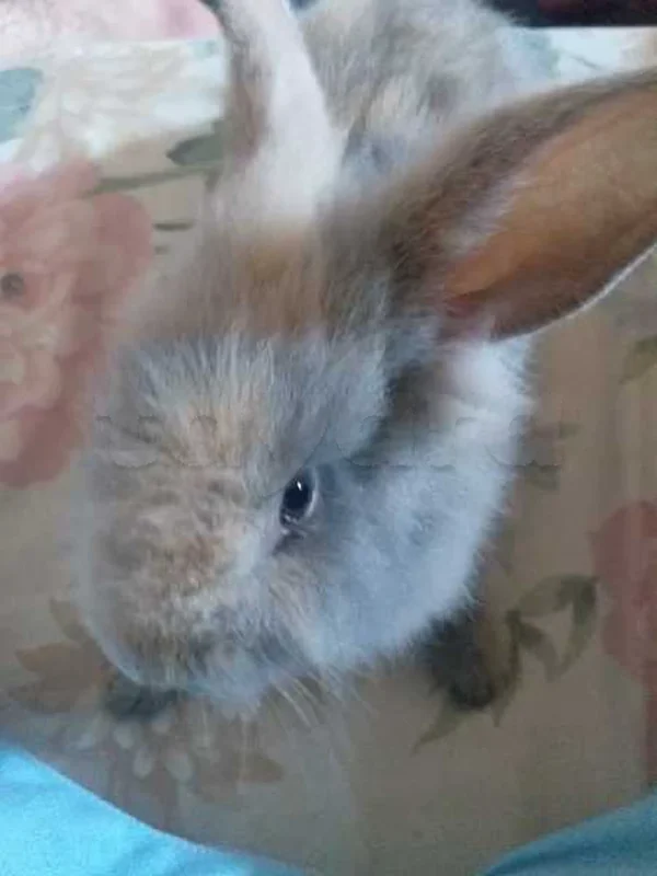 lapin nain tête de lion - Miniature 3