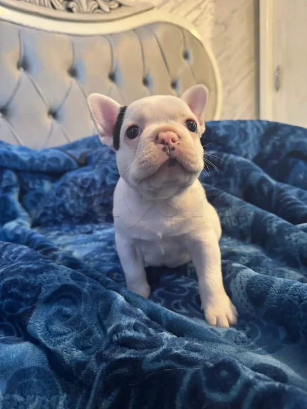 Bulldog français a vendre