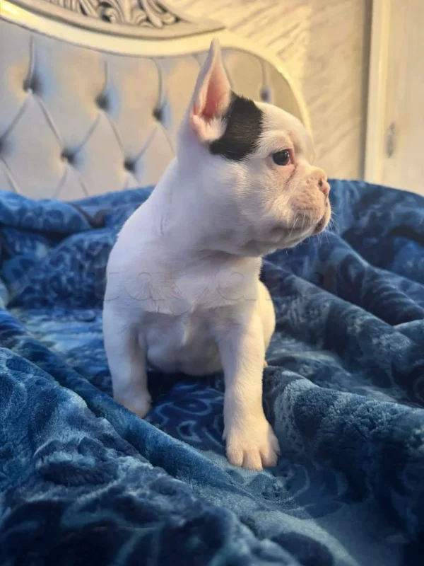 Bulldog français a vendre - Miniature 2