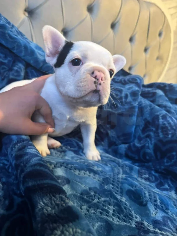 Bulldog français a vendre - Miniature 3