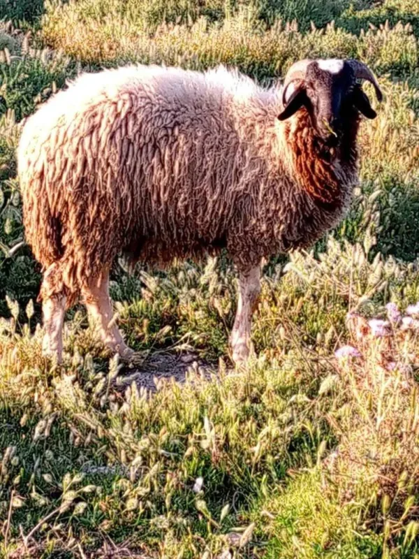 علالش عيد بسليمان