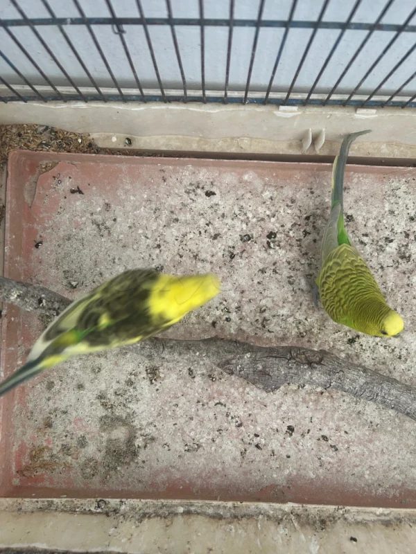 Couple perruche - Miniature 4
