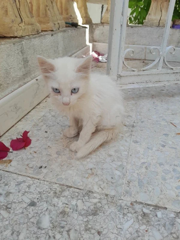 2 chatons  blancs