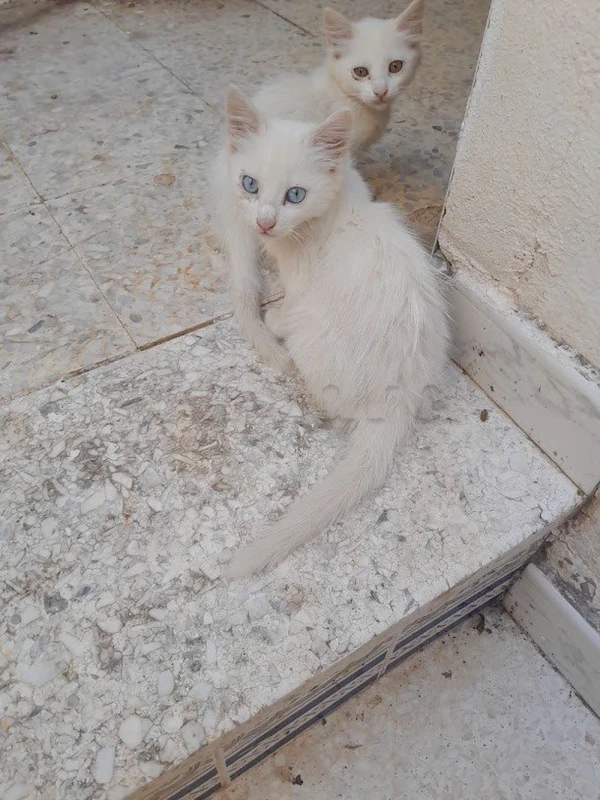2 chatons  blancs - Miniature 2