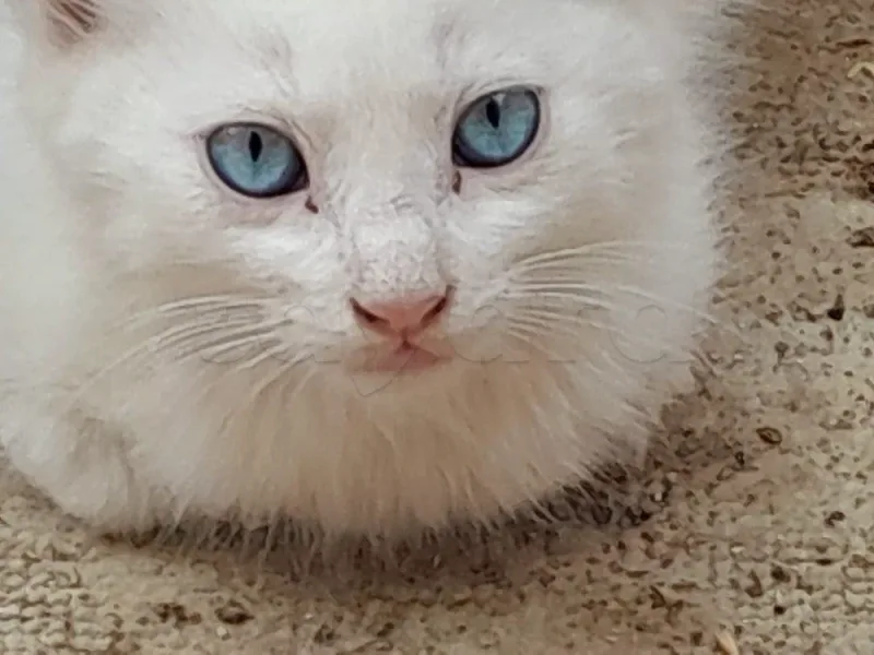 2 chatons  blancs - Miniature 3