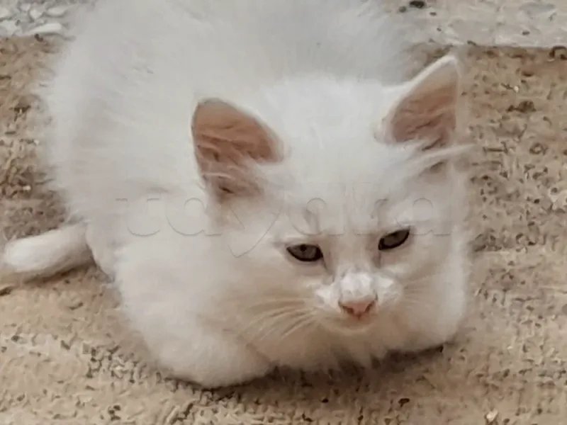 2 chatons  blancs - Miniature 4
