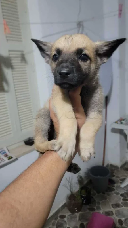 deux chiots