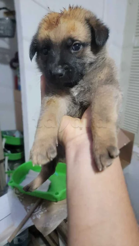 deux chiots - Miniature 2