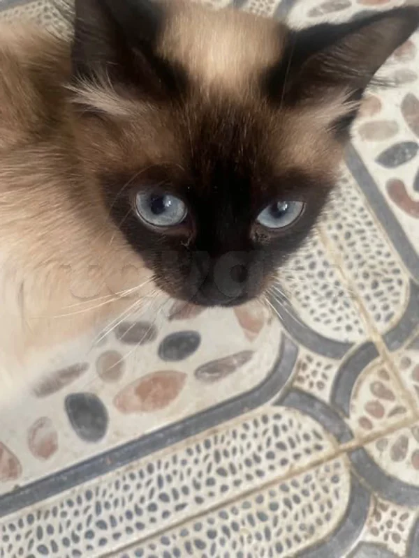 chat
