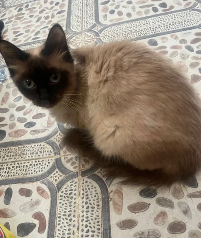 chat - Miniature 3