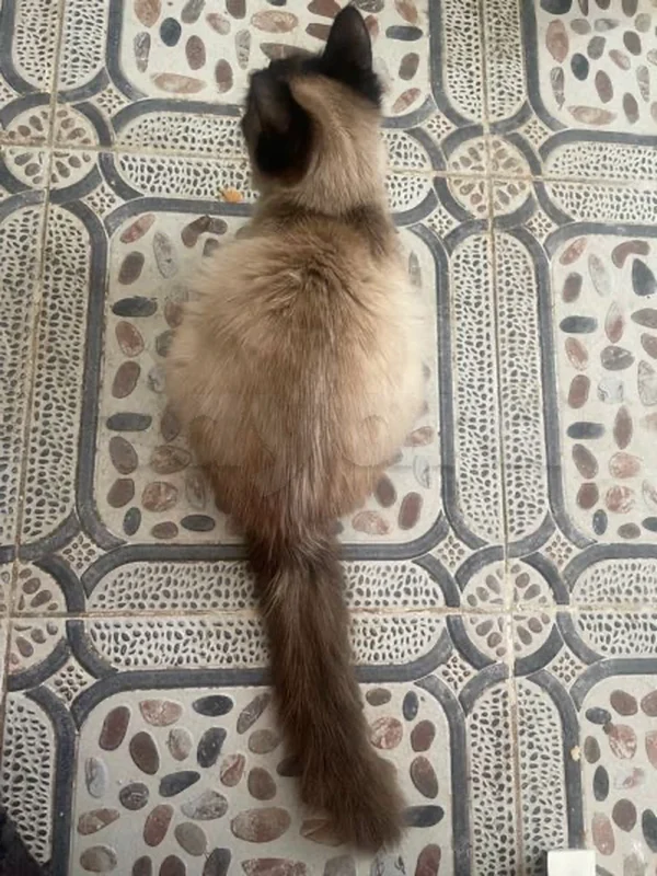 chat - Miniature 4