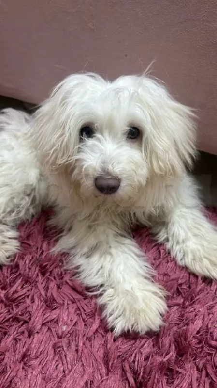 bichon maltais