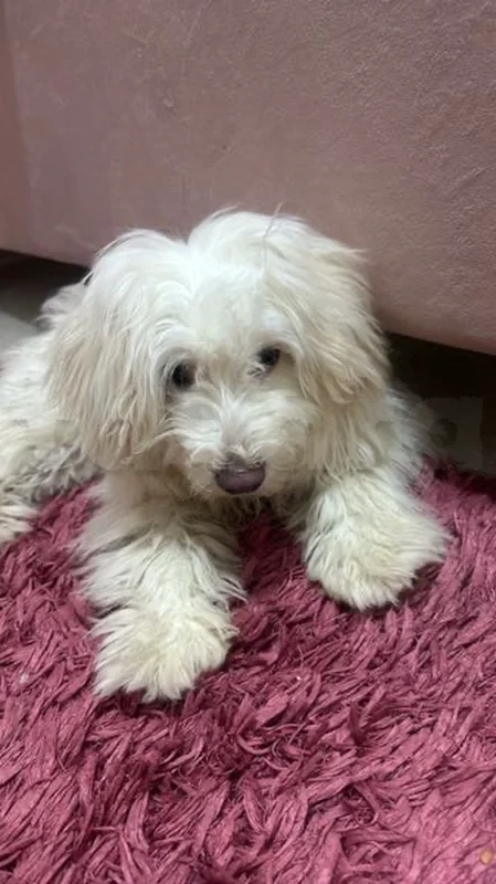 bichon maltais - Miniature 2