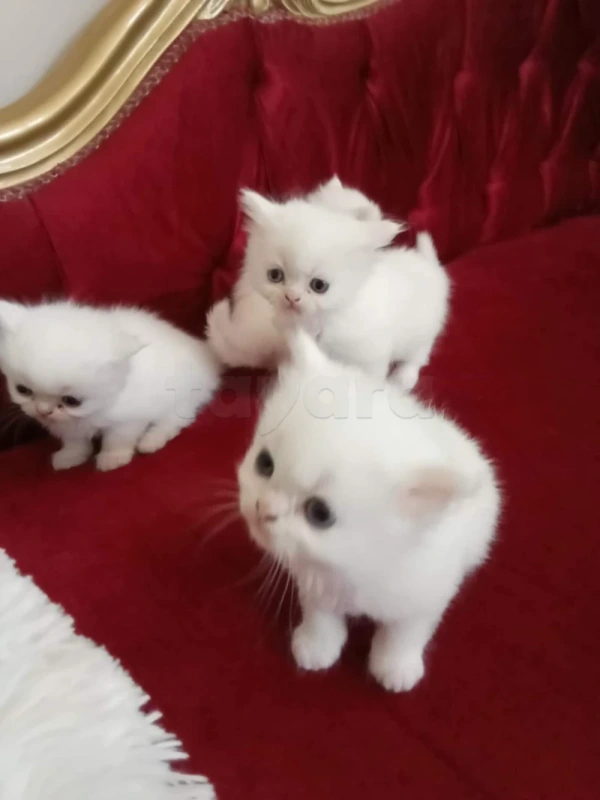 A vendre Chaton Persan