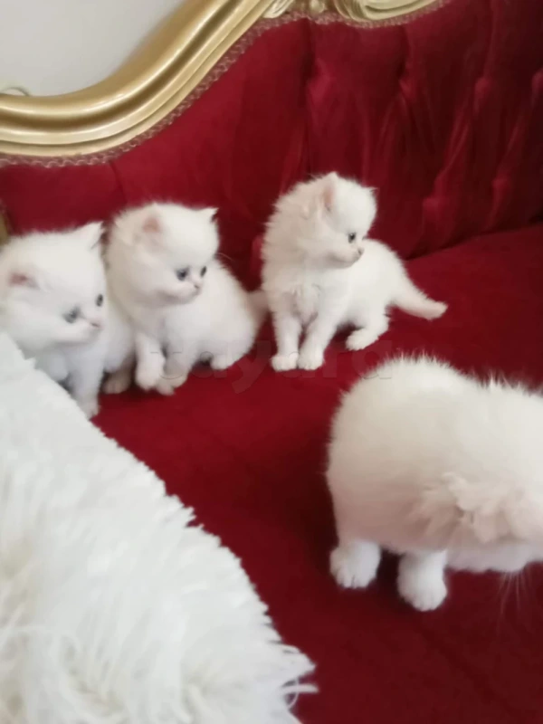 A vendre Chaton Persan - Miniature 2