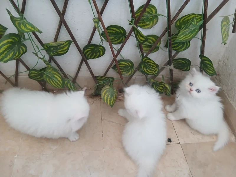 Chats persans