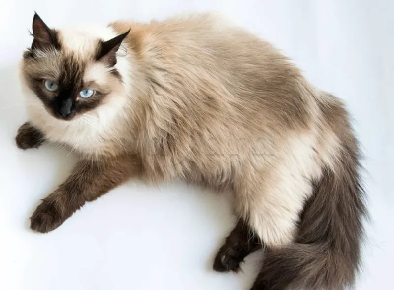 chat siamois