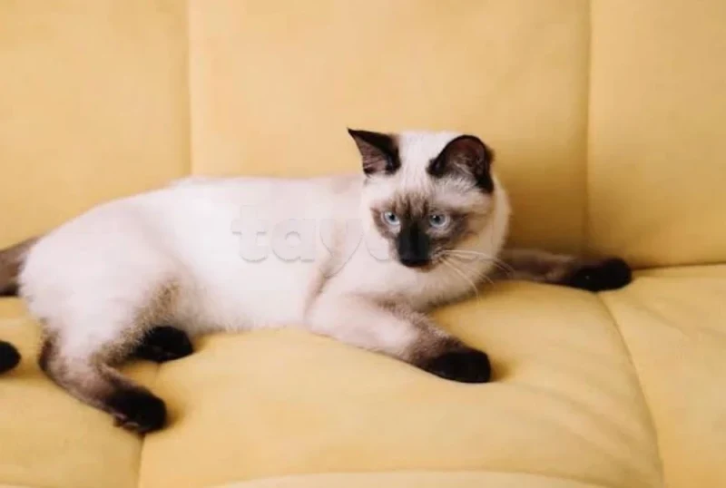chat siamois - Miniature 2