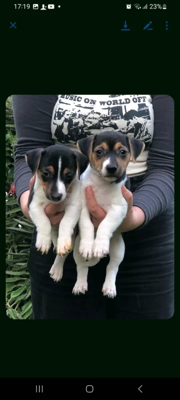Jack Russel