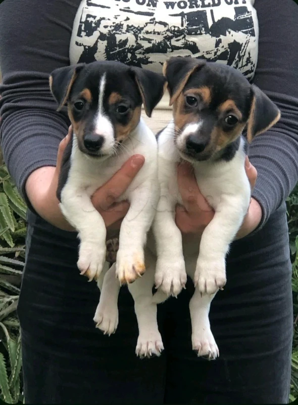 Jack Russel - Miniature 2