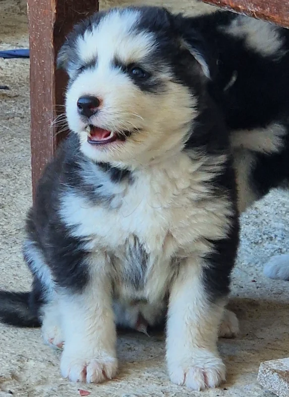 Chiots a reserver - Miniature 3