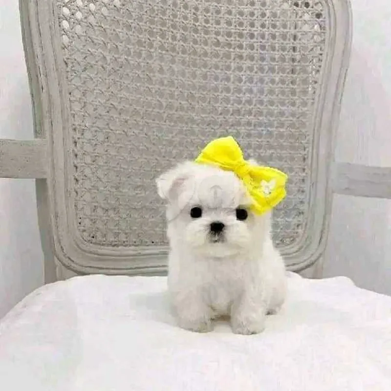 Bichon chien de poche  caniche nain
 age 2 mois
protocole de vaccination a jour 
Livraison  possible pour tt la Tunisie 
92 425 538