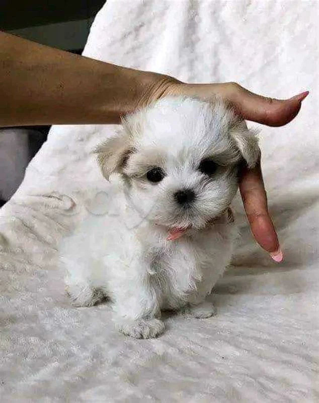 Bichon chien de poche  caniche nain
 age 2 mois
protocole de vaccination a jour 
Livraison  possible pour tt la Tunisie 
92 425 538 - Miniature 2
