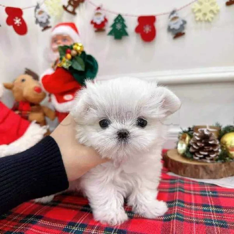 Bichon chien de poche  caniche nain
 age 2 mois
protocole de vaccination a jour 
Livraison  possible pour tt la Tunisie 
92 425 538 - Miniature 3