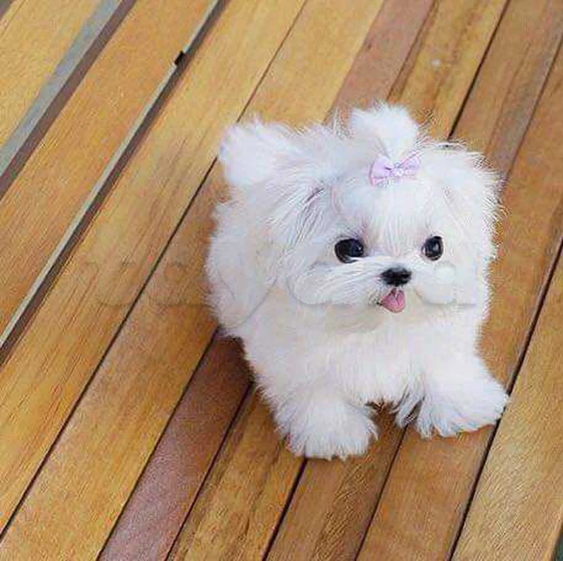 Bichon chien de poche  caniche nain
 age 2 mois
protocole de vaccination a jour 
Livraison  possible pour tt la Tunisie 
92 425 538 - Miniature 5
