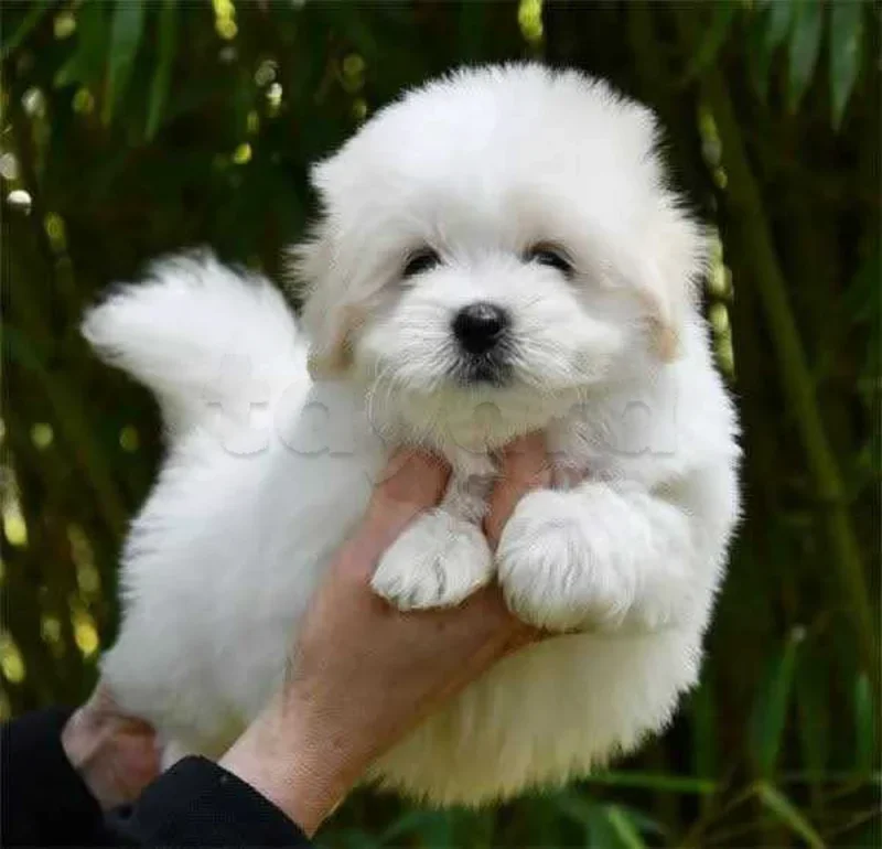 Bichon chien de poche  caniche nain
 age 2 mois
protocole de vaccination a jour 
Livraison  possible pour tt la Tunisie 
92 425 538