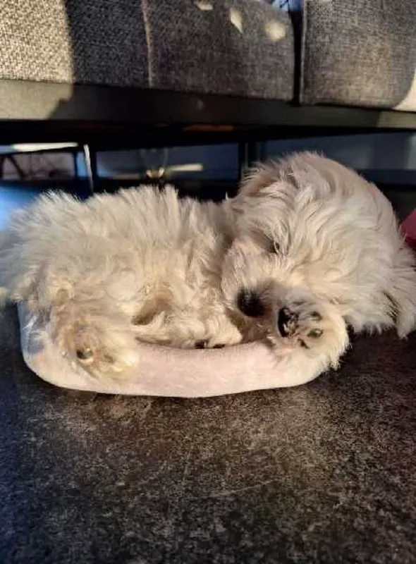 Bichon chien de poche  caniche nain
 age 2 mois
protocole de vaccination a jour 
Livraison  possible pour tt la Tunisie 
92 425 538 - Miniature 4
