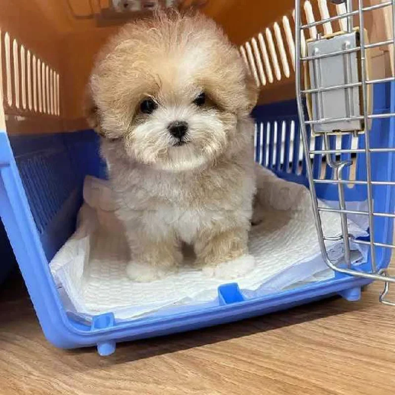 Bichon chien de poche  caniche nain
 age 2 mois
protocole de vaccination a jour 
Livraison  possible pour tt la Tunisie 
92 425 538 - Miniature 5