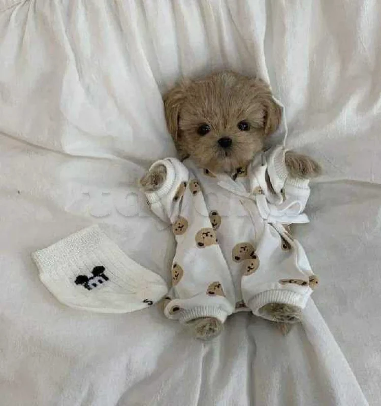 Bichon chien de poche  caniche nain
 age 2 mois
protocole de vaccination a jour 
Livraison  possible pour tt la Tunisie 
92 425 538