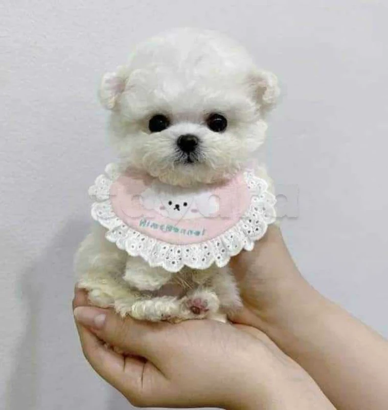 Bichon chien de poche  caniche nain
 age 2 mois
protocole de vaccination a jour 
Livraison  possible pour tt la Tunisie 
92 425 538 - Miniature 2