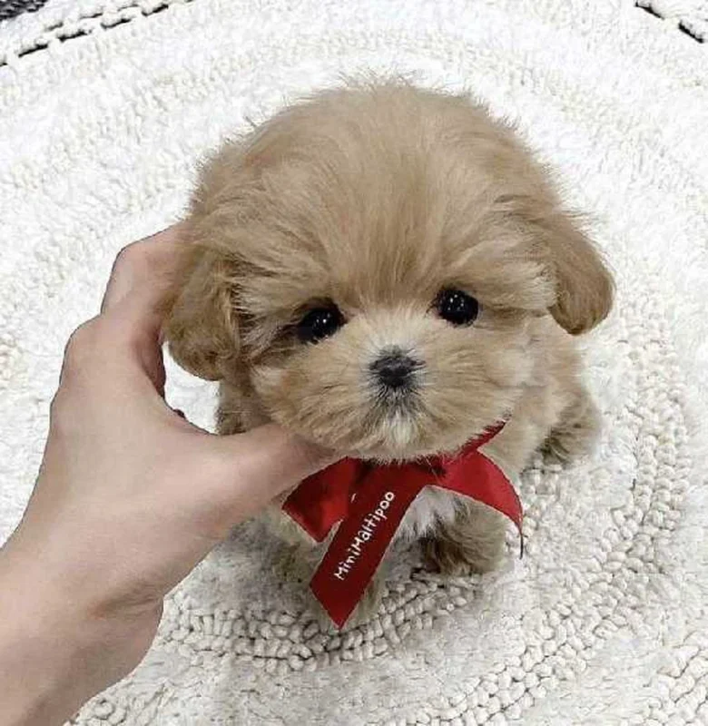Bichon chien de poche  caniche nain
 age 2 mois
protocole de vaccination a jour 
Livraison  possible pour tt la Tunisie 
92 425 538 - Miniature 4