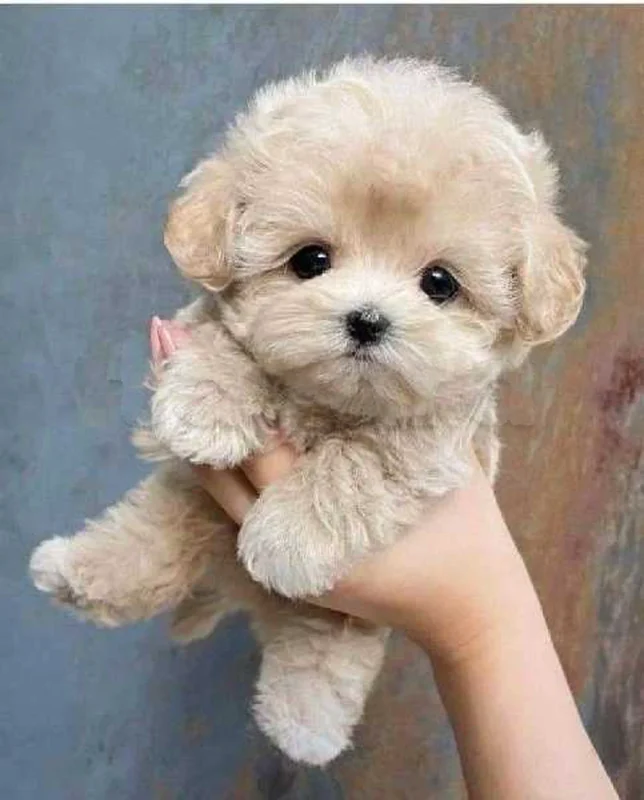 Bichon  caniche chien de poche nain
 age 2 mois
Livraison  possible pour tt la Tunisie 
92 425 538