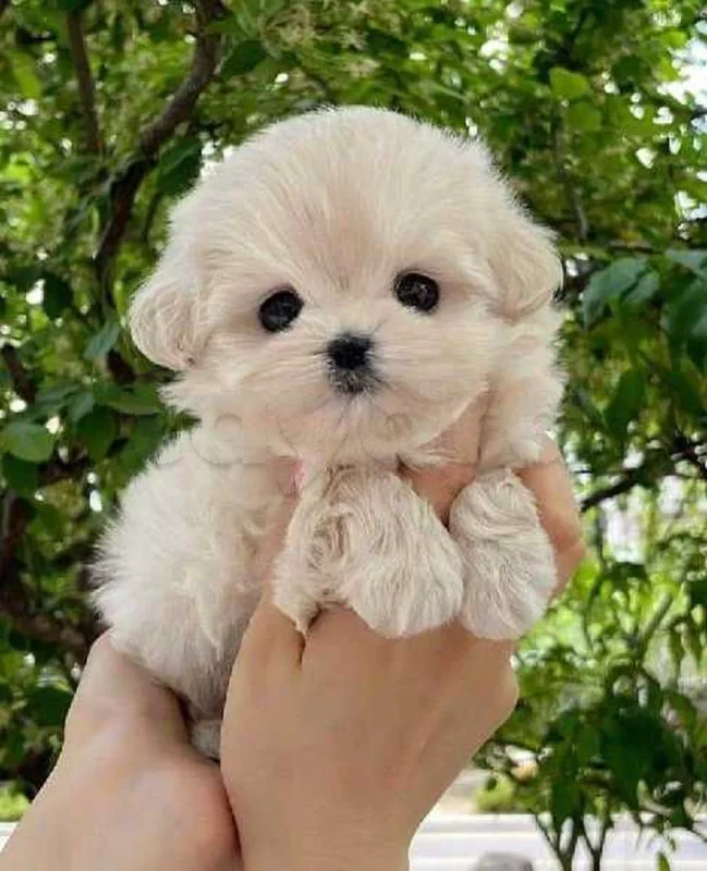 Bichon  caniche chien de poche nain
 age 2 mois
Livraison  possible pour tt la Tunisie 
92 425 538 - Miniature 2