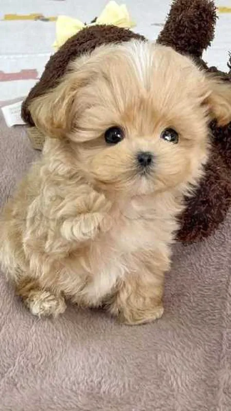 Bichon  caniche chien de poche nain
 age 2 mois
Livraison  possible pour tt la Tunisie 
92 425 538 - Miniature 3