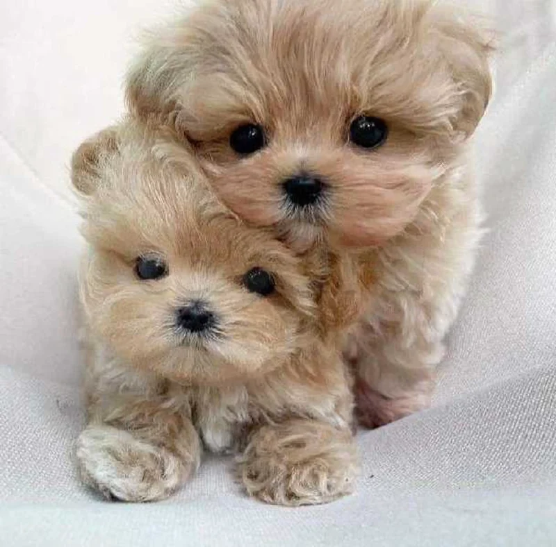 Bichon  caniche chien de poche nain
 age 2 mois
Livraison  possible pour tt la Tunisie 
92 425 538 - Miniature 4
