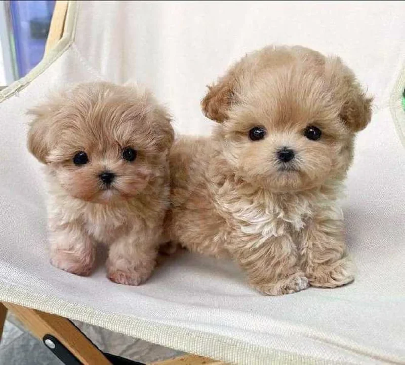 Bichon  caniche chien de poche nain
 age 2 mois
Livraison  possible pour tt la Tunisie 
92 425 538 - Miniature 5
