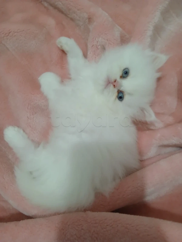 Chat persan