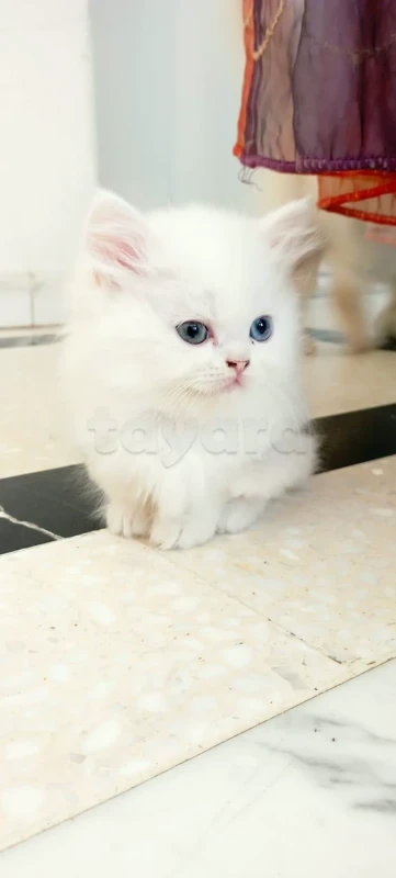chaton persan