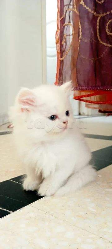 chaton persan - Miniature 2