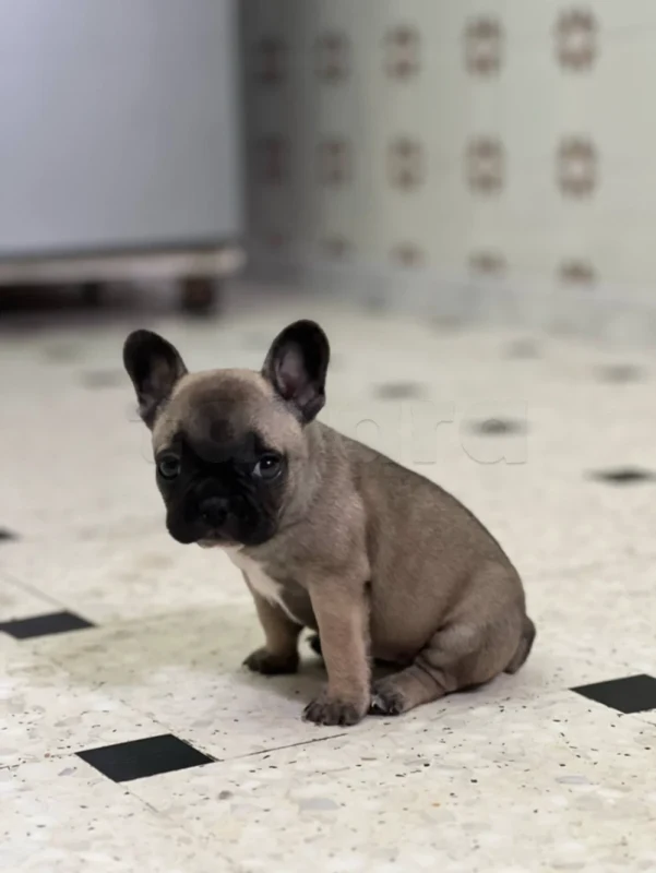 Femelle bulldog française