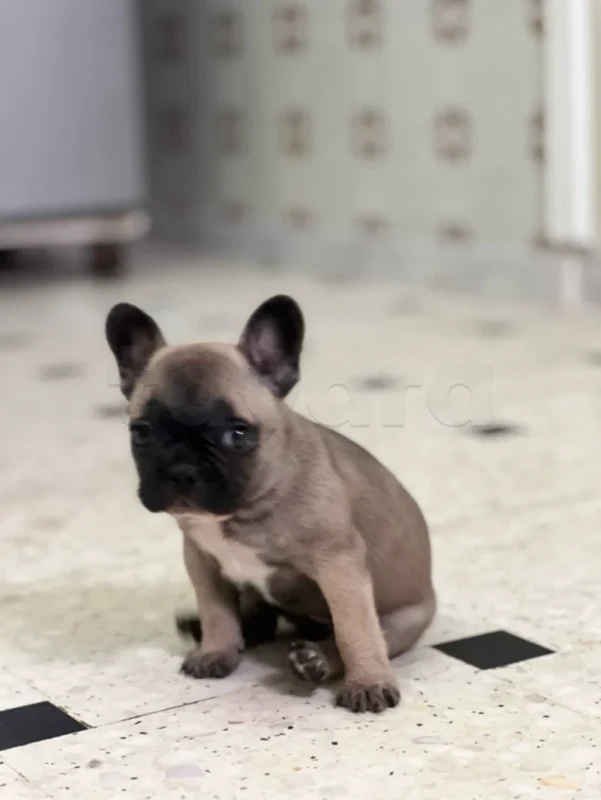 Femelle bulldog française - Miniature 2