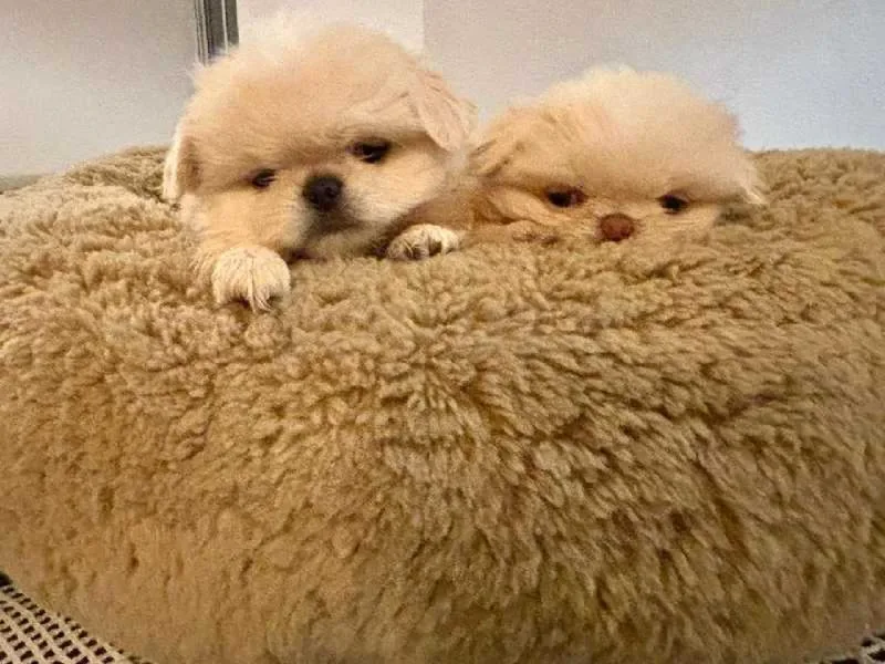 Chiots pekinois