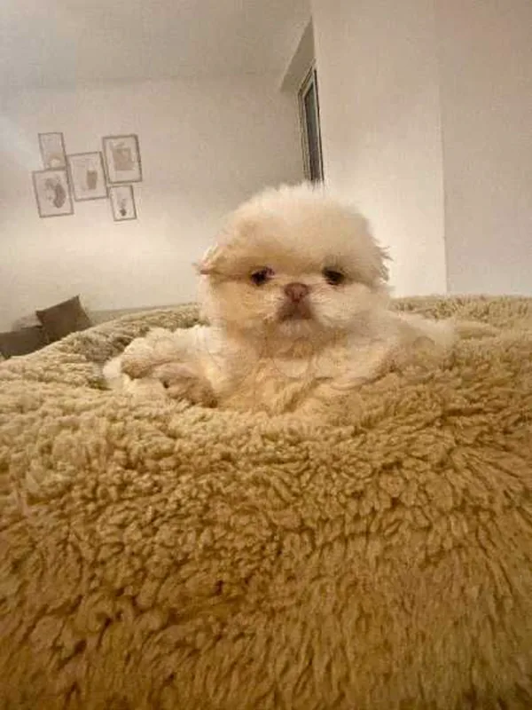 Chiots pekinois - Miniature 2