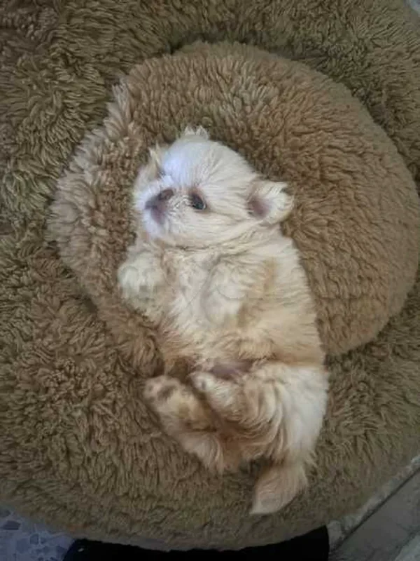 Chiots pekinois - Miniature 3