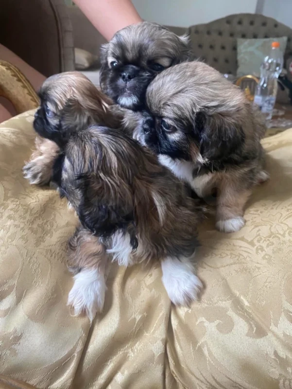 Pekinois