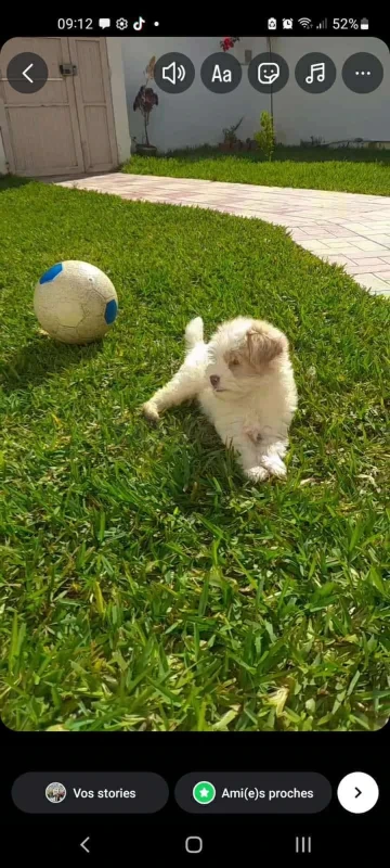 Caniche bichon